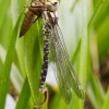 TIA_9737_1