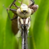 TIA_9743_1