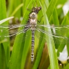 TIA_9753_1