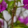 tia_3194_1