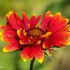 pict0931_1