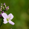 tia_0768_1