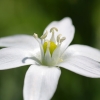 tia_1097_1