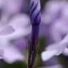 tia_4625_1