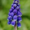 tia_6838_1