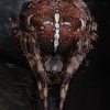 tia_3898_1