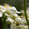 tia_3902-misumena-vatia